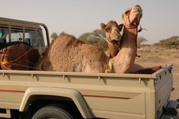 Cameltrans