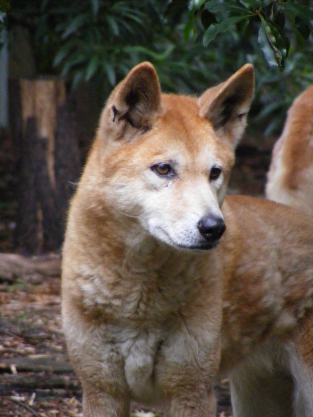 Dingo