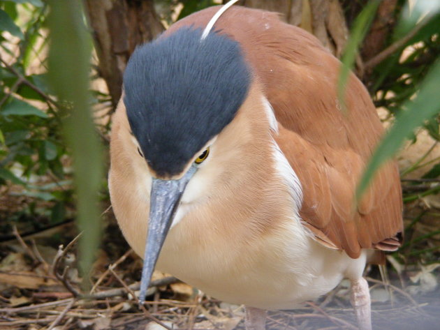 Walking bird