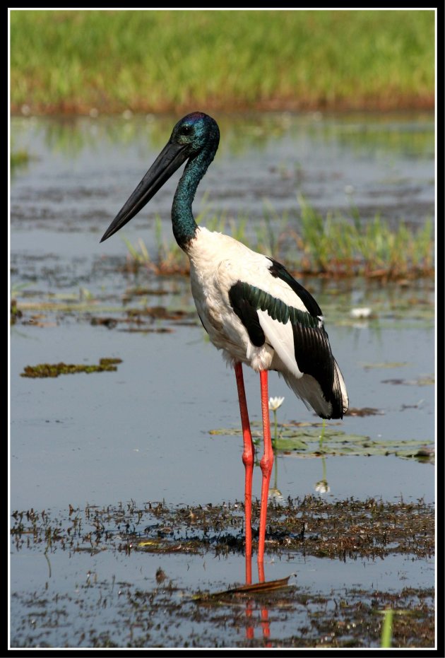 Asian black-necked stork