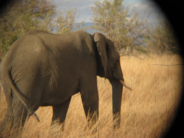 Olifant door verrekijker