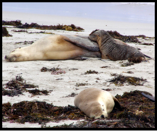 Seals