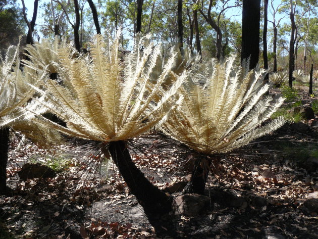 Cycads