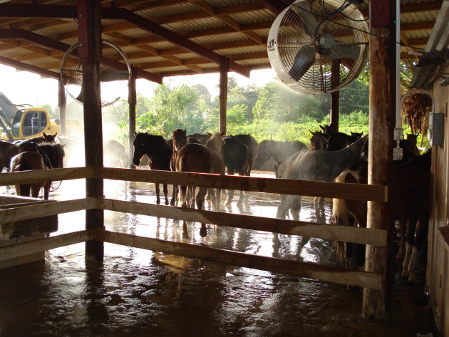 Ranch in the rainforest