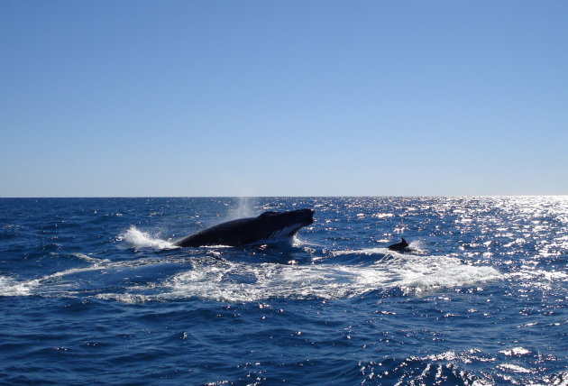 Walvis speelt tikkertje