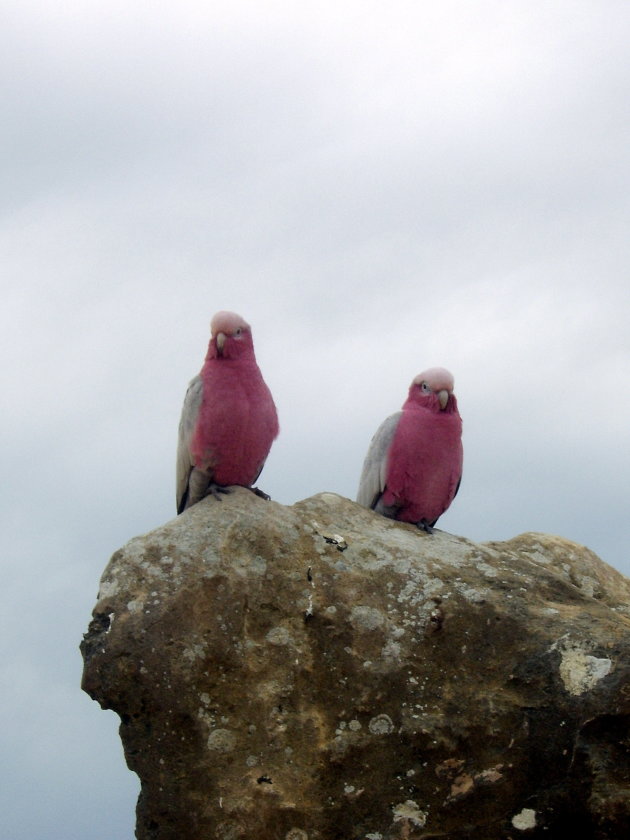 Roze vogel paar