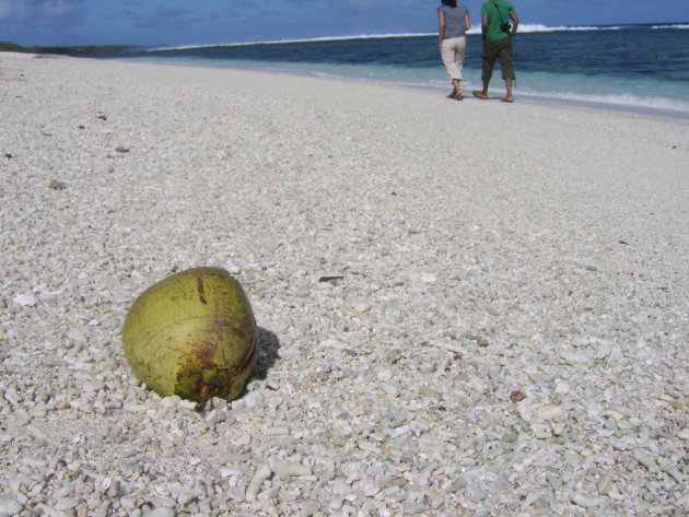 Verdwaalde kokosnoot