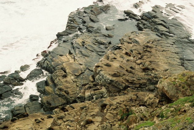 honderden zeehonden