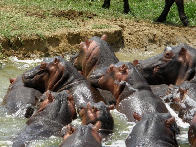 Hippo's