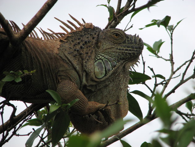 Treechicken