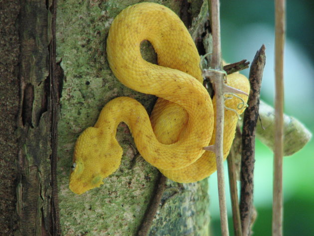 Eyelash viper