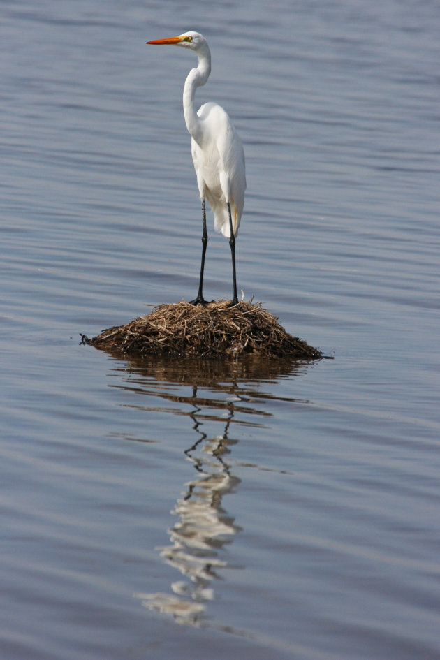 Zilverreiger