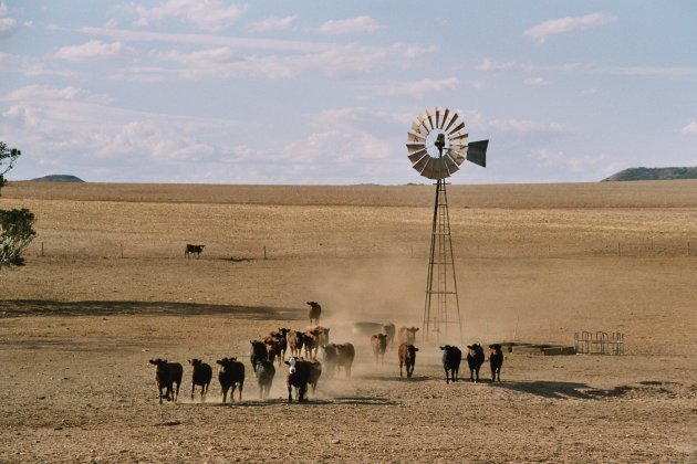 Cattle Station