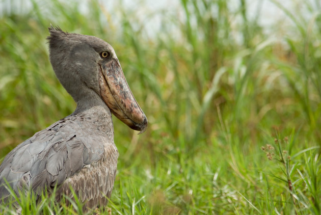 Shoebill