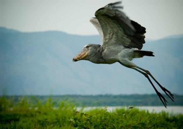 Shoebill