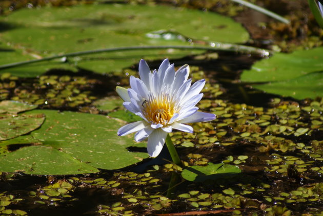 Mooie bloem!