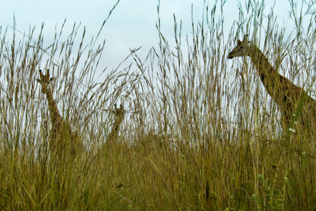 Giraffen net boven het gras