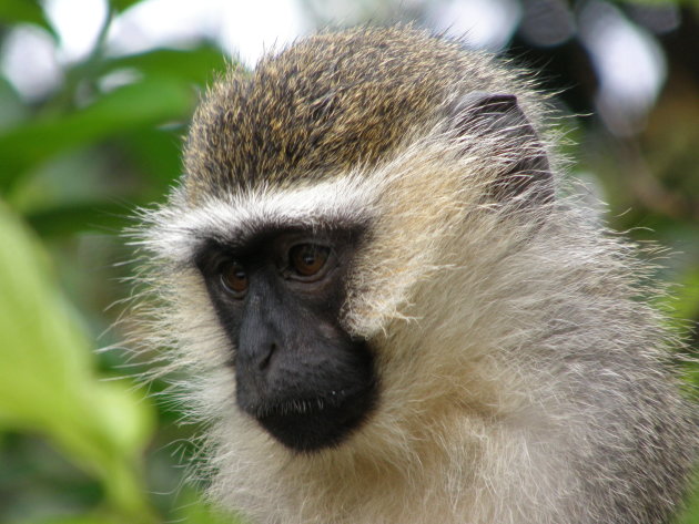 portret vervet monkey