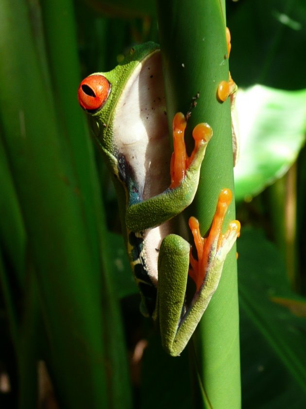 groene kikker costa rica