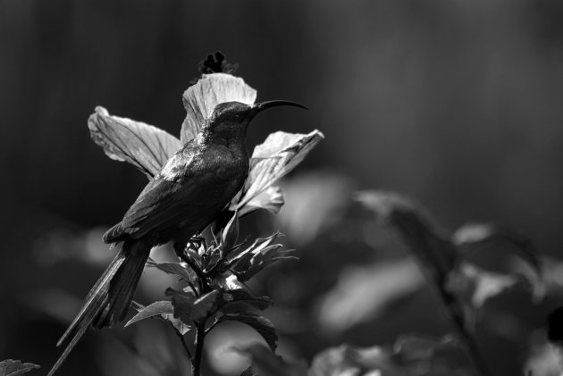 Kolibri in zwart wit