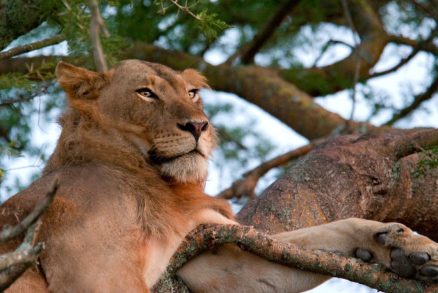 Treeclimbing lion