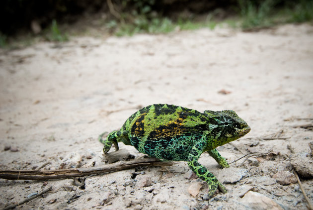 Kameleon op de weg