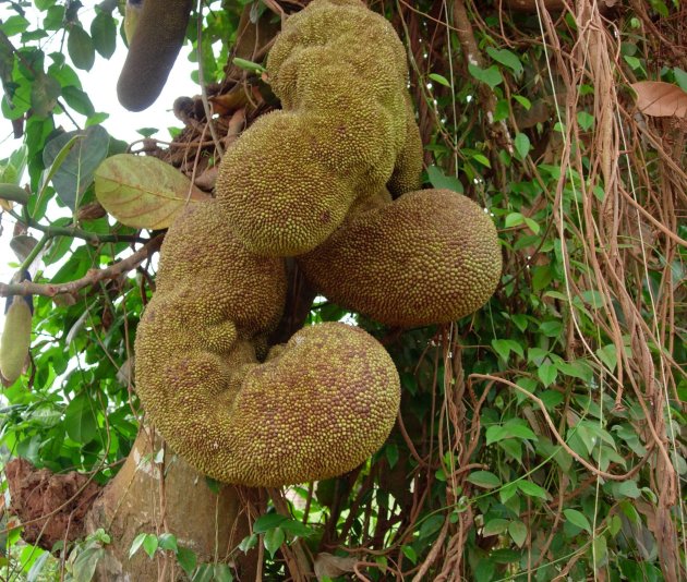 Jack Fruit