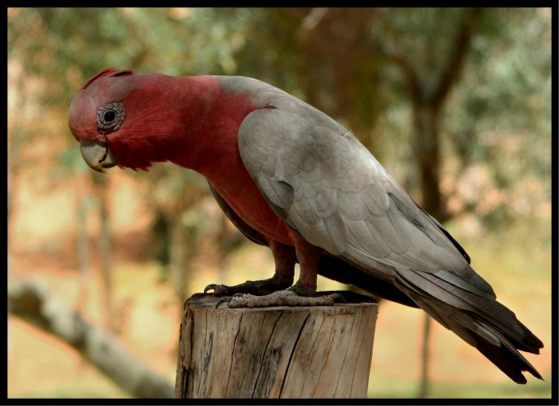 eigenwijze vogel