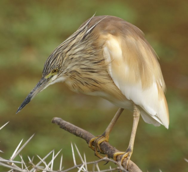 Squacco heron