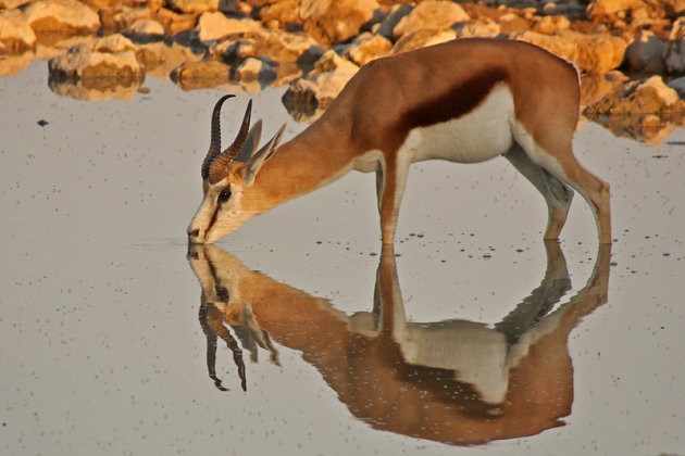 Dorst