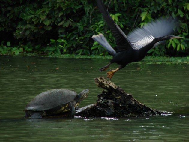 Schildpad en slangenhalsvogel