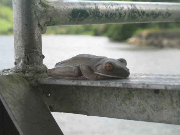 Kikker @ Daintree River