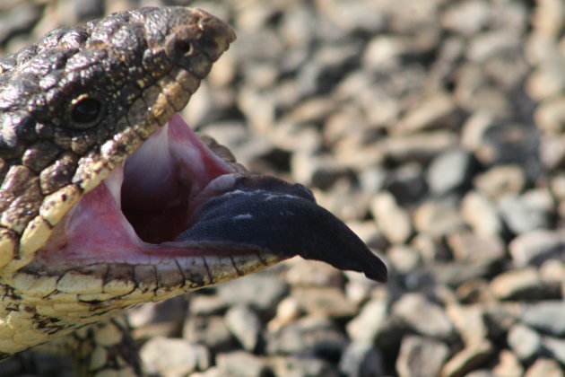 Denneappelskink