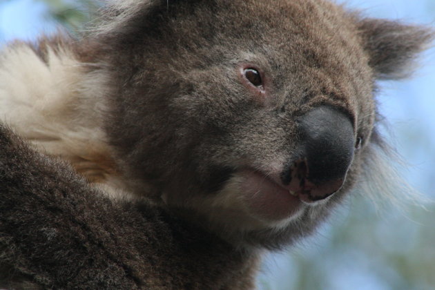 koala