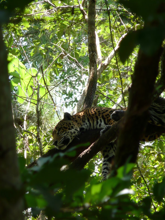 Belize zoo