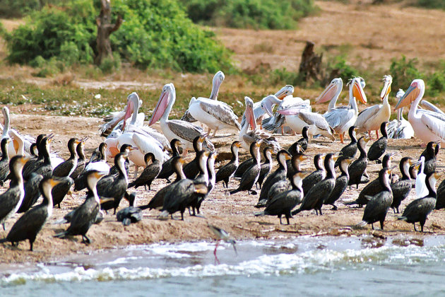 Queen Elisabeth wildlife