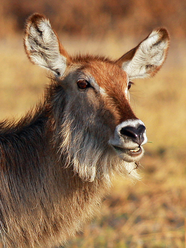 waterbok