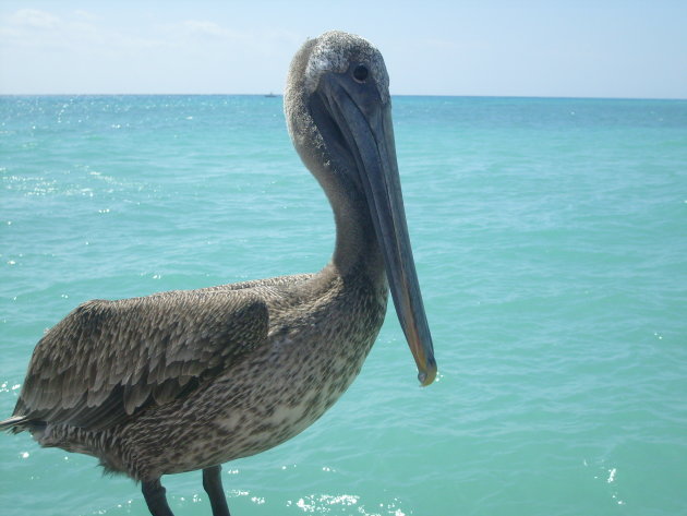 Pelikaan in Playa del Carmen