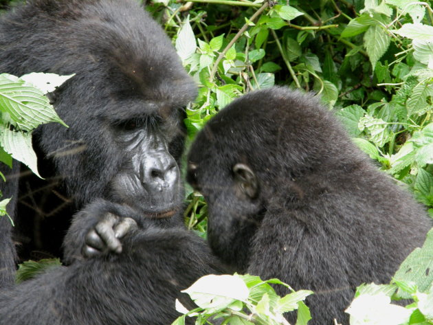 gorilla met kleintje