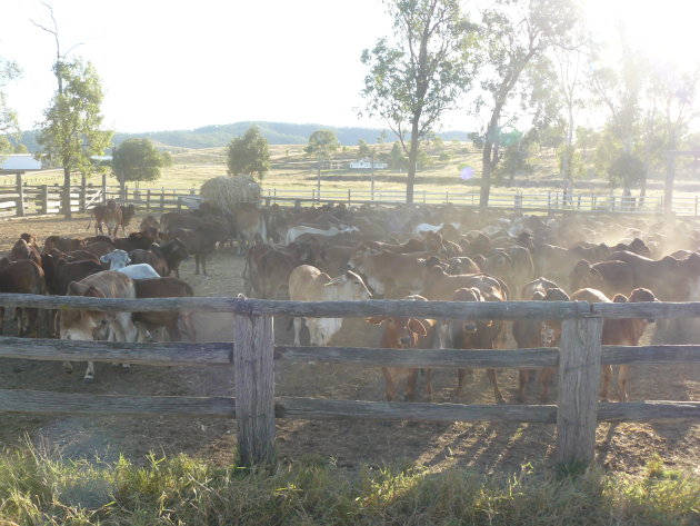 Australian Cattle Farm