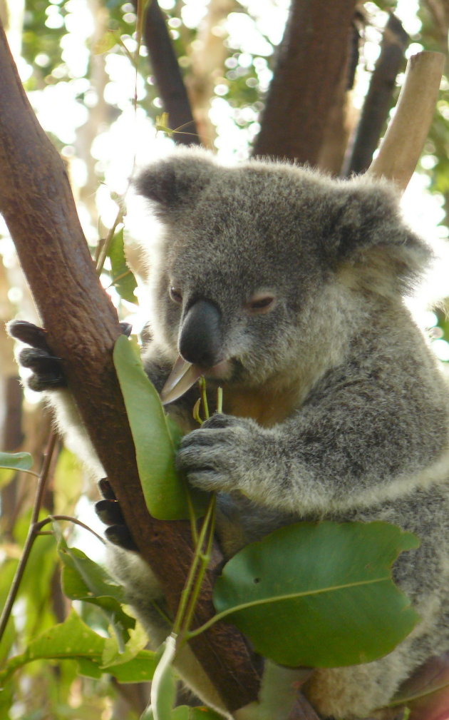 Koala