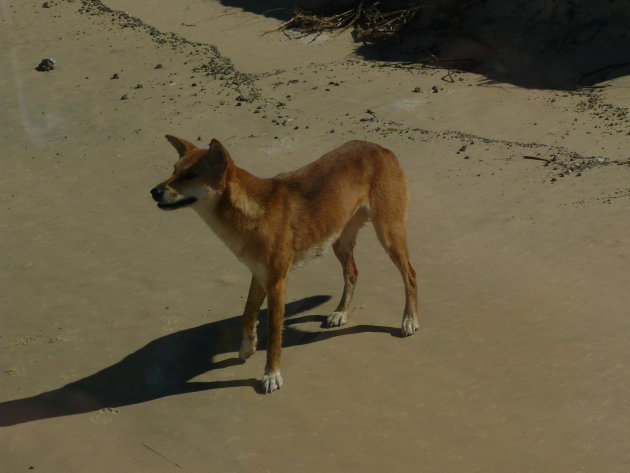 Dingo