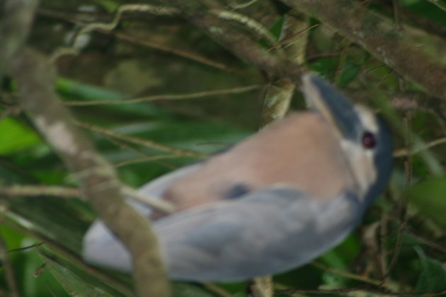 nachtvogel