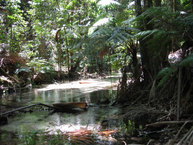 Fraser Island