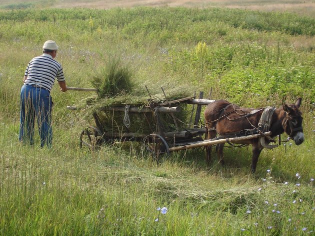 handmatig hooien, Koprikshtitsa