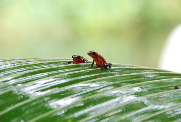 strawberry frog