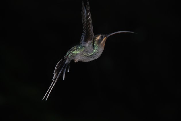 Hummingbird