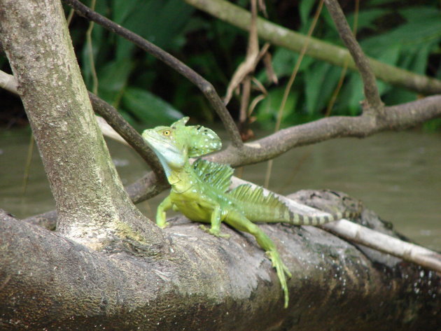 Emerald Basilisk