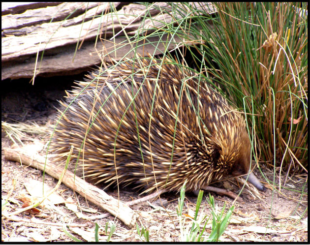 Echidna