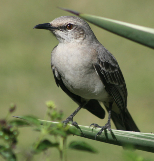 vogeltje